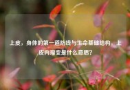 上皮，身体的之一道防线与生命基础结构，上皮内瘤变是什么意思？