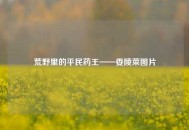 荒野里的平民药王——委陵菜图片
