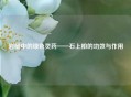 岩缝中的绿色灵药——石上柏的功效与作用