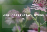 小鸟腿，纤细身躯里的生命韧性，断了能自愈吗？