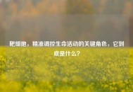 靶细胞，精准调控生命活动的关键角色，它到底是什么？