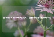 垂杨柳下藏旧时光温柔，垂杨柳医院是三甲吗？